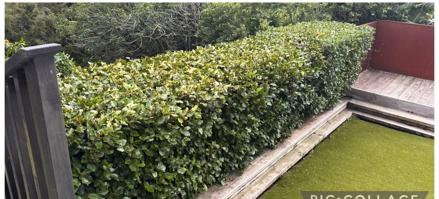 The same hedge trimmed neat and shaped