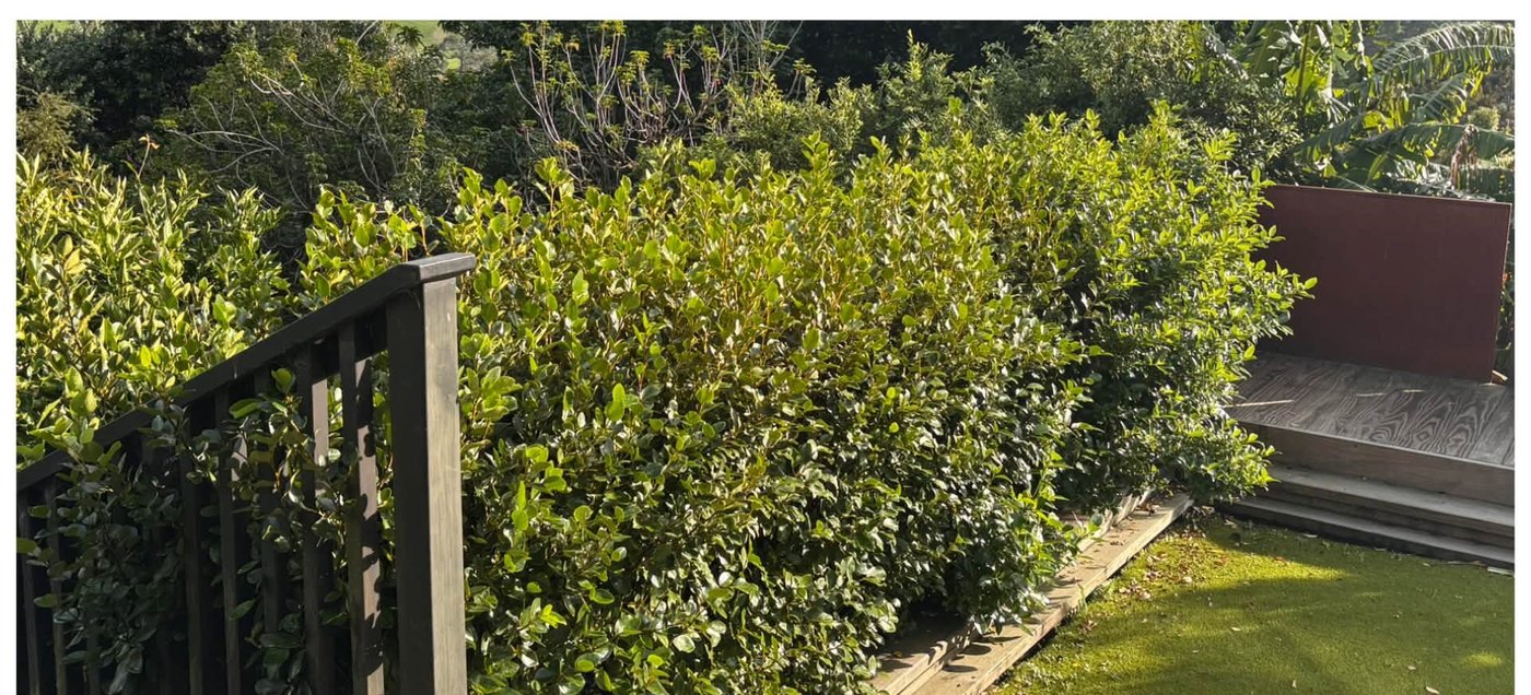 Overgrown hedge before a tidy-up