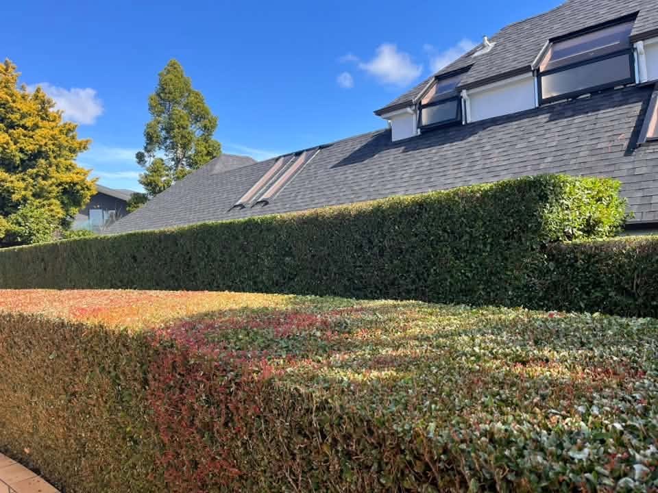 A long hedge shaped and tidied along a boundary