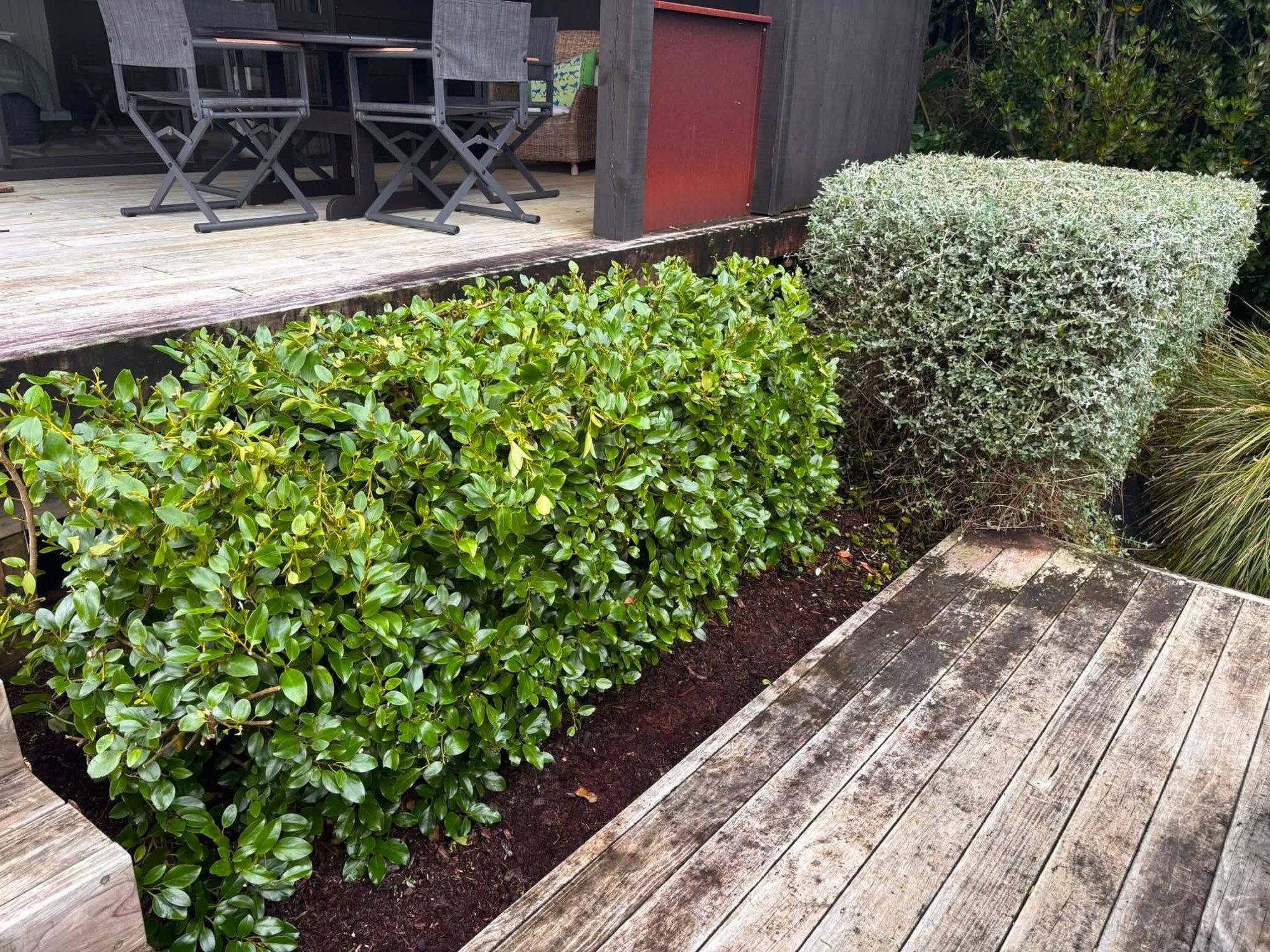 A freshly trimmed hedge beside a timber deck in a Snells Beach garden