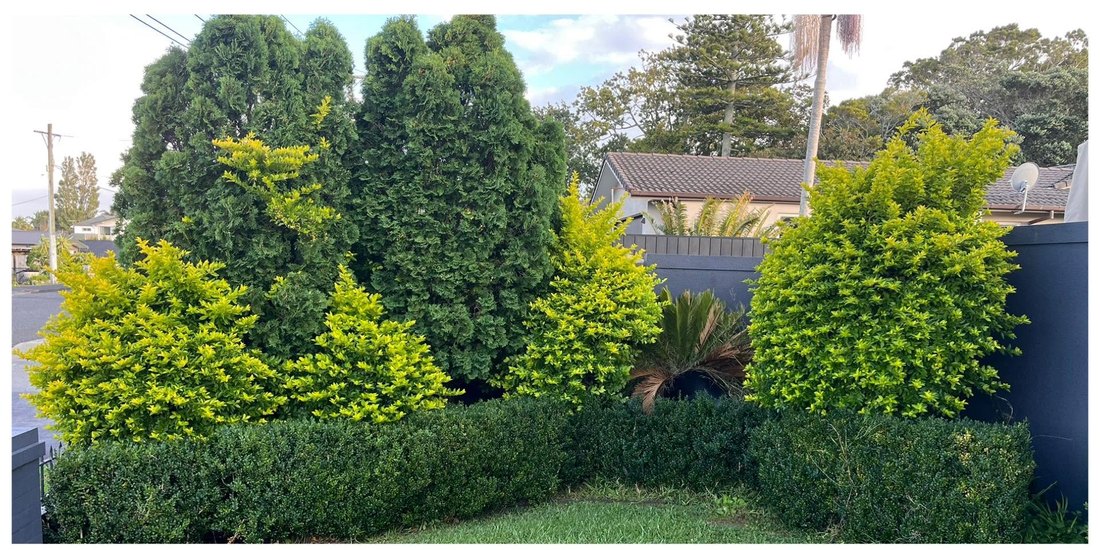 Pruning and Hedge Care