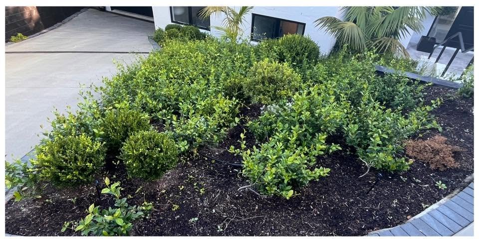 Weeding and Tidy Beds