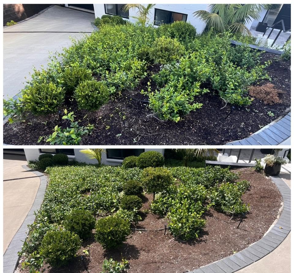 Weeded and mulched garden beds with healthy shrubs
