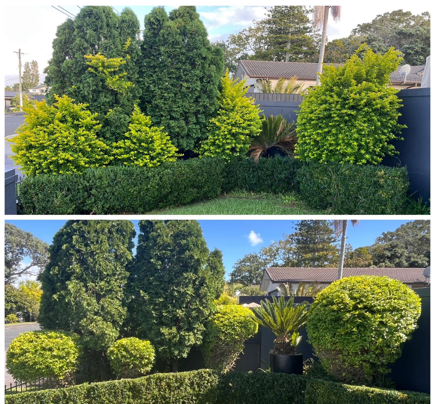 Trimmed conical hedges and topiary shaped along a driveway