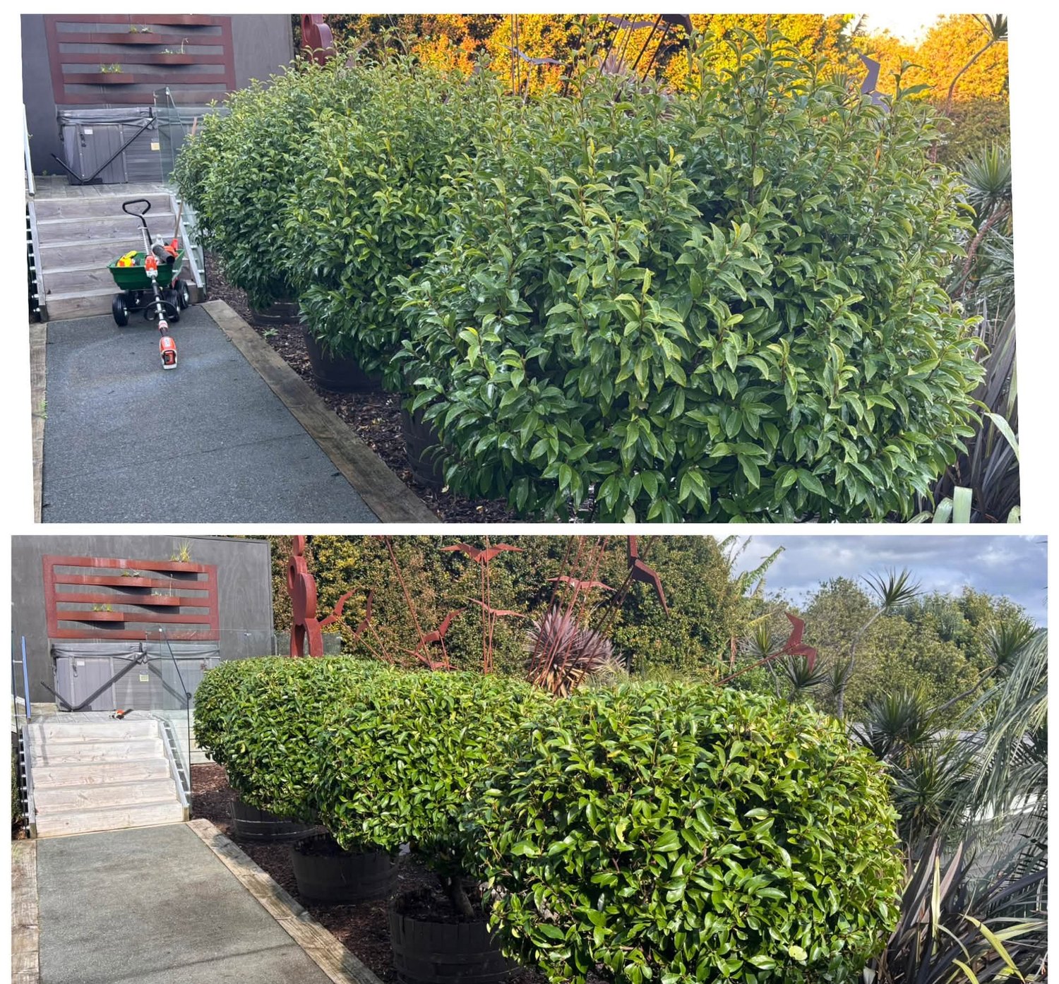 A tall hedge cut back and shaped along a set of steps