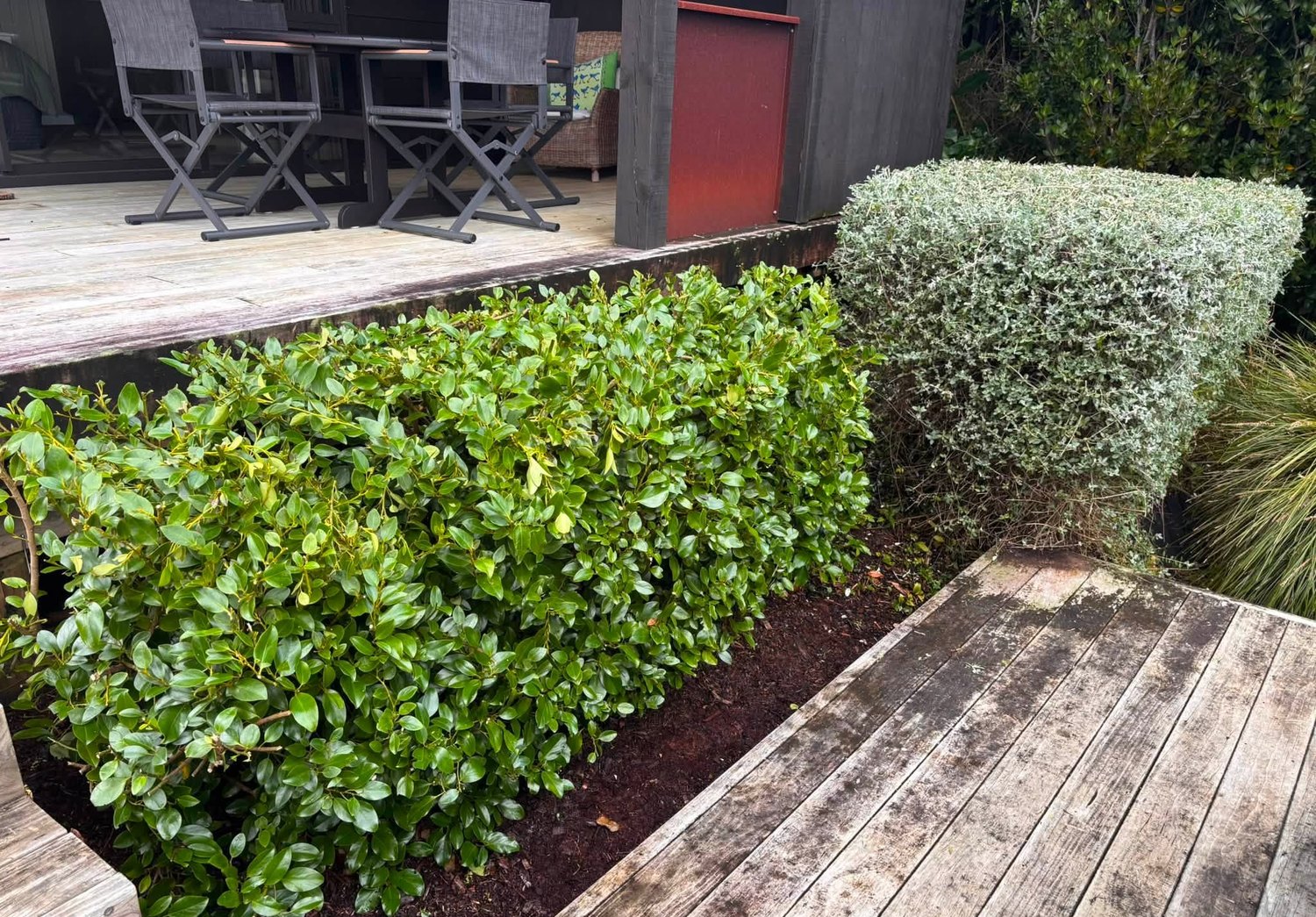 A manicured buxus hedge beside an outdoor dining area